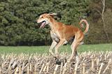 SALUKI 061